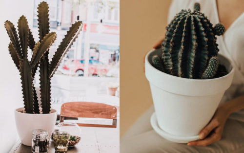 Ideas para decorar con cactus y terrarios